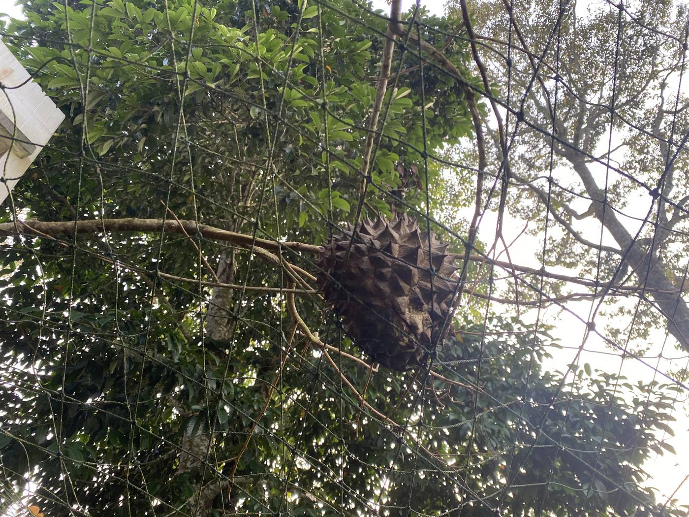 A durian caught safely in the netting above the grounds, ripe and ready to fall